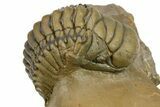Curled Crotalocephalina Trilobite - Atchana, Morocco #275261-1